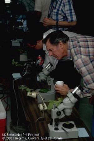 Growers using microscopes learn how to identify pests and beneficials of grapes.